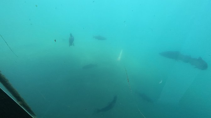 Time Tripper Underwater Observatory