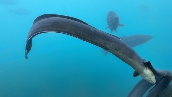Time Tripper Underwater Observatory